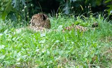 Gepard (40 von 41).jpg